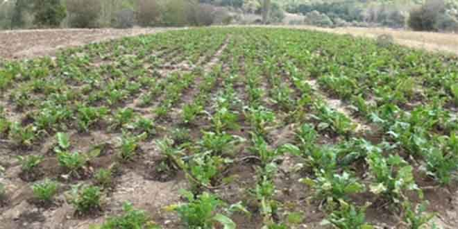 Kırklareli`nde Pancarın, Tarladan Sofraya Pekmez Yolculuğu