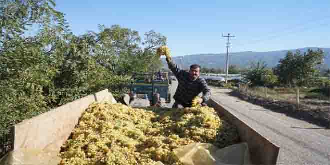 Şaraplık Üzümlerini 20 Kuruşa Satabilmek İçin Kuyruk Oluşturdular