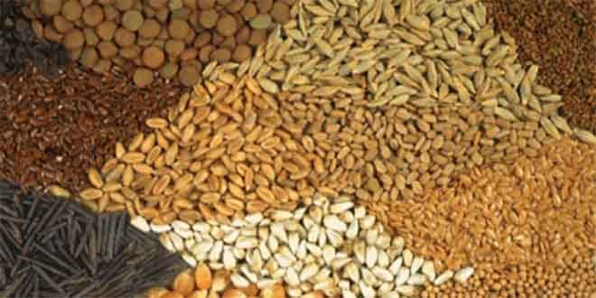 Gaziantep`te Sertifikalı Tohuma Çiftçi İlgisi