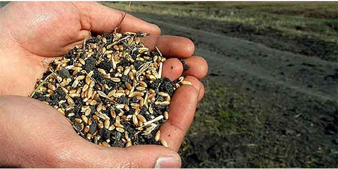 `Sertifikalı Tohum` Desteği İçin 3 Bin 500 Çiftçi Başvurdu