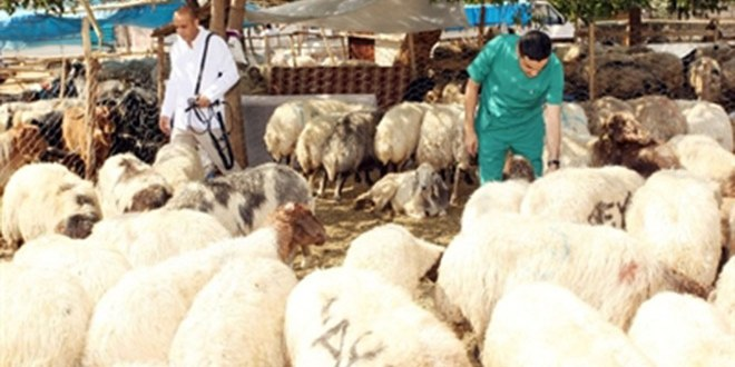 Seyhan`da Kurbanlık Koyunlara `Gebelik` Testi