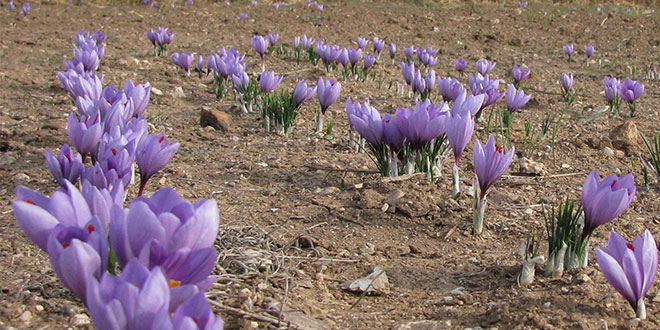 Denizli`de `Kırmızı Altın`In Hasadı Başladı