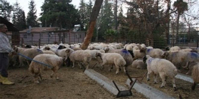 Sınırda Hayvan Kaçakçılığı