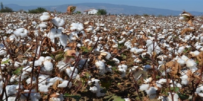 Sökeli Üreticinin Pamukta Fiyat Endişesi Devam Ediyor