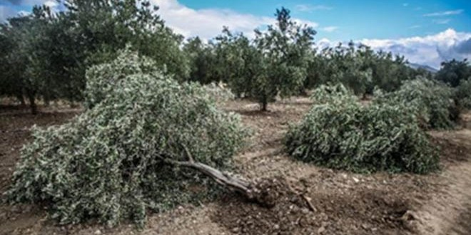 Soma`da Santral İçin Yine Zeytin Ağacı Kıyımı