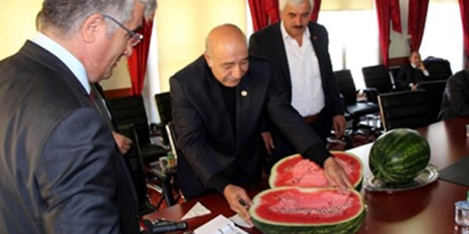 Sonbaharda Bolu Karpuzu