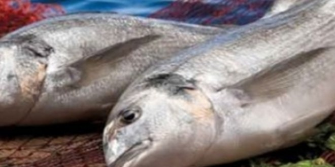 Su Ürünleri İhracatında Hedef Fransa
