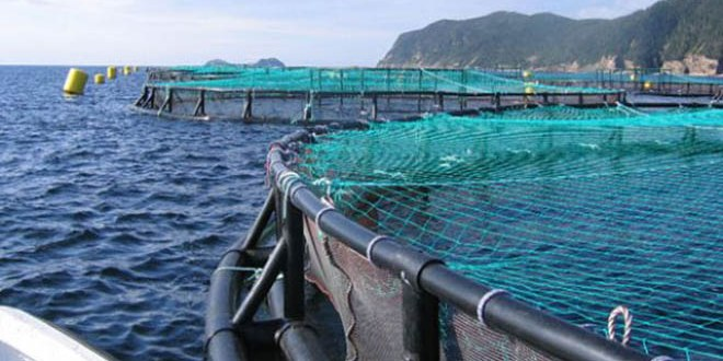 Türkiye`nin İlk Su Ürünleri Organize Bölgesi İzmir`de Kuruluyor