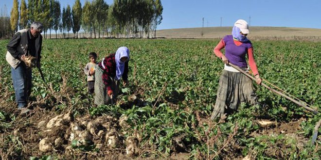 Tarım Yüzde 37 Kadın, Yüzde 17 Erkek Eliyle Yapılıyor