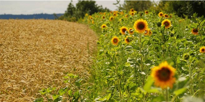 Tarım Ürünleri Piyasalarını İzleme Kurulu kurulacak