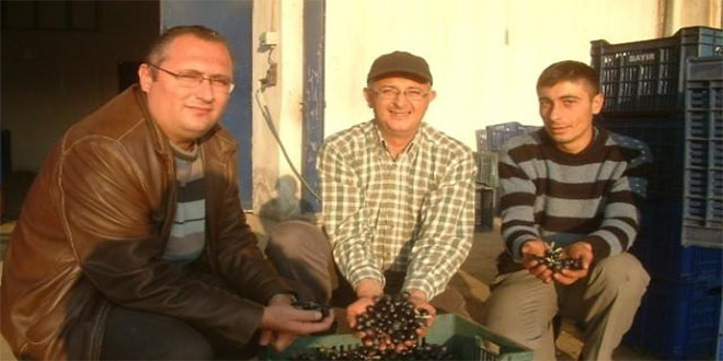 Tariş Gemlik Tipi Zeytin Alımına Başladı