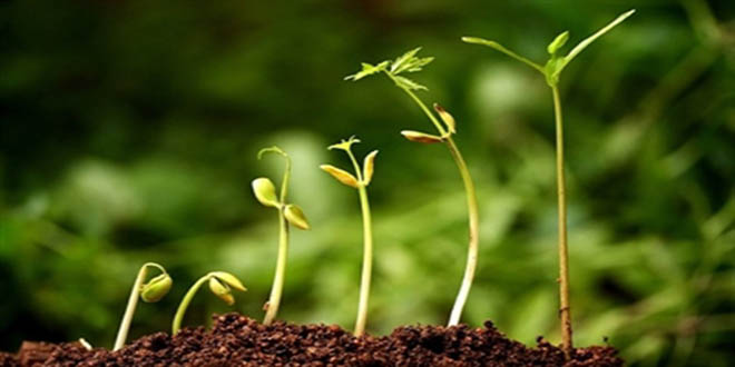 Sertifikalı Tohum Üretimi Yüzde 25 Artırır