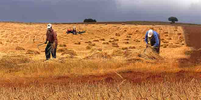 Türkiye`de tarımın temel sorunları kalıcı mı?
