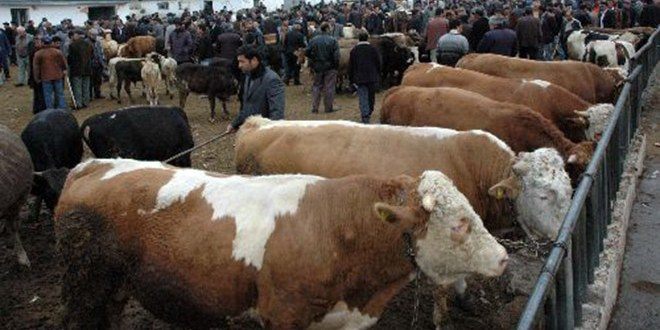 Türkiye`nin Et Ambarında Bayram Yoğunluğu