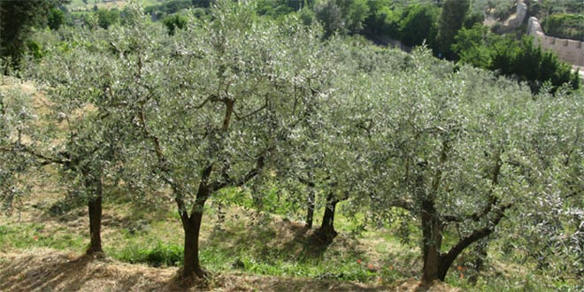 Türkiye`nin zeytinliklerle imtihanı