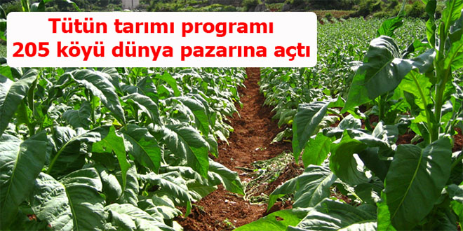 Tütün tarımı programı, 205 köyü dünya pazarına açtı