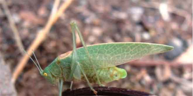 Üniversite 2 Çekirge Türünü Tespit Etti