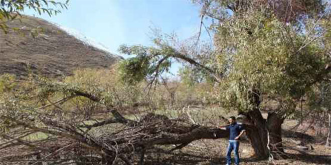 Yağışlar Asırlık Ceviz Ağaçlarını Vurdu