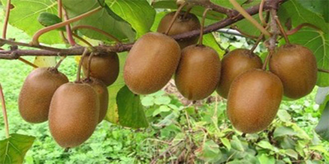 Yalova`da Üretilen Kiviler Dalında Satıldı