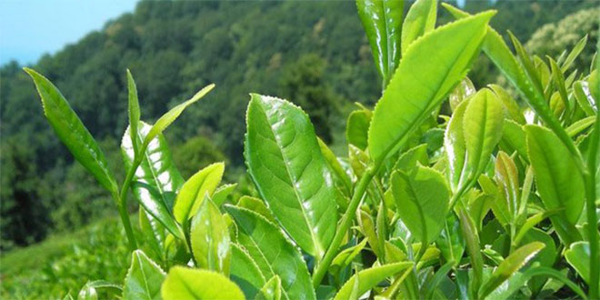 Çaykur 2014 Yılı Yaş Çay Bedellerinin Ödemesini Tamamladı