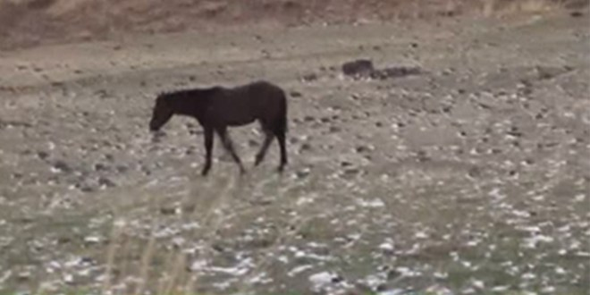 Binek Hayvanlarını Kaderine Terk Etmeyin