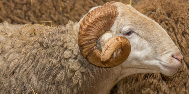 Ulaş`ta Yetiştiricilere Koç Dağıtıldı