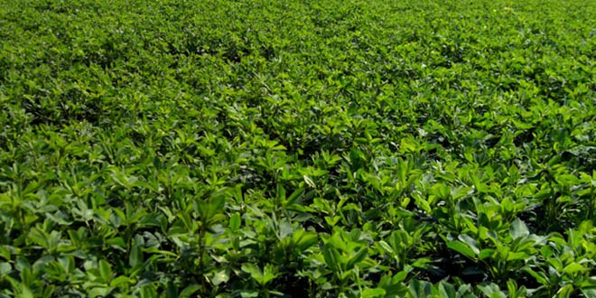 Iğdır`da Deneme Yonca Ekimi