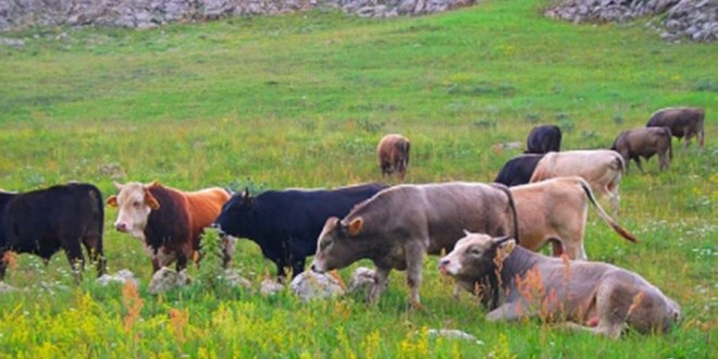 Yüksek Rakım Ete Lezzet Katıyor