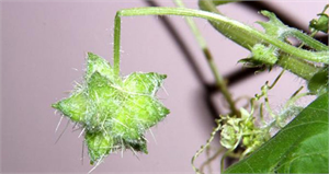 İtdolanbacı Nedir?