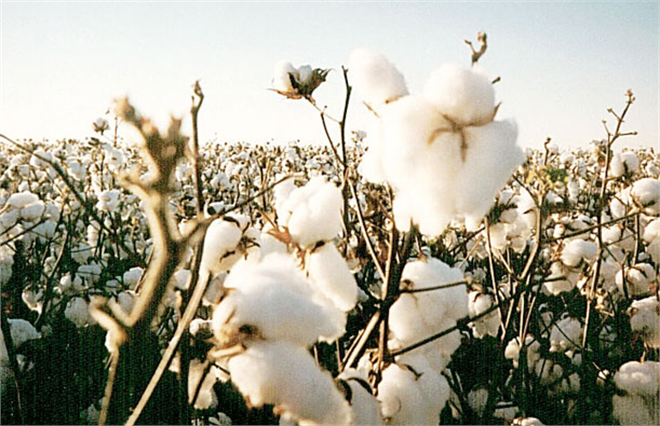 Antalya`da Pamuk Rekoltesi Düştü