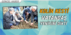 Kesilen Zeytinlerin Yerine Yenilerini Diktiler