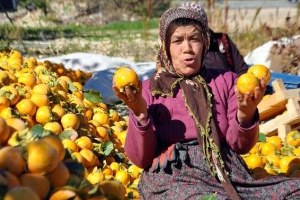 Adıyaman Gölbaşı`nda Hurma Hasadı Başladı