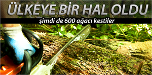 600 ağacı kestiler