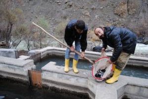 Hakkari`de Alabalığa Rağbet Arttı