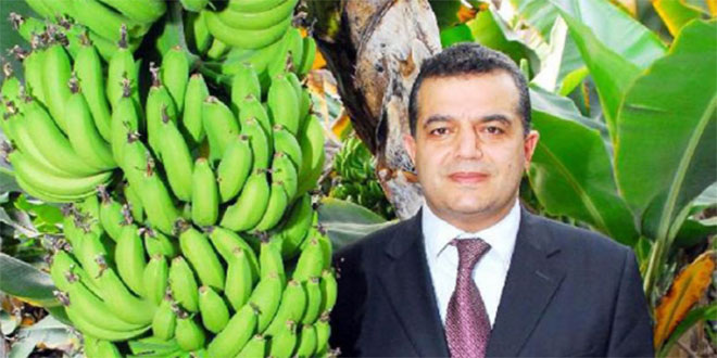 Alanya`da Muz Üretim Alanı Azalıyor