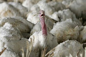 Almanya, Hollanda ve İngiltere`de Kuş Gribi Görülmesi