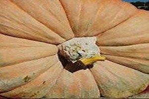 Erciş`te 73 Kiloluk Kabak Yetiştirdi