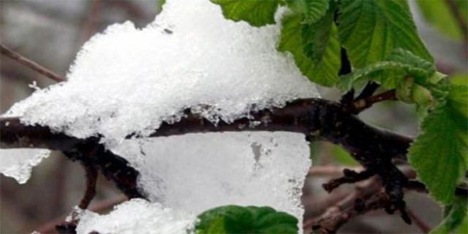 Fındık Üreticisinin Yüzü Tarsim`le Güldü