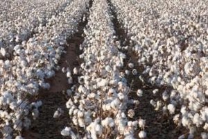 On Bin Ton Pamuk Tarlada Kaldı