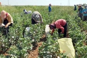 Pamuk Rekoltesinde Düşme Tehlikesi