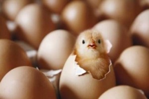 Tavuk Eti ve Yumurta Üretimi Arttı