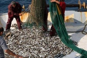 Balıkta Boy Yasağına Uymayana 959 Lira Ceza