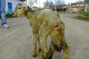 Balıkesir`de 6 Bacaklı Kuzu Doğdu