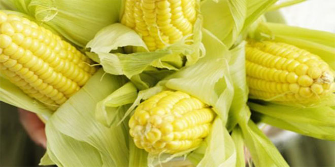 Batman`da Pamuk Üreticisi Mısıra Yöneldi