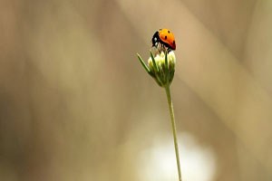 Biyokaçakçılıkla Mücadele Çalıştayı