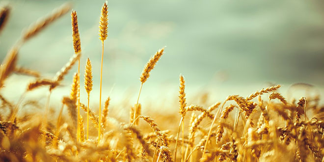 Tüik ile Igc`nin Buğday Tahminleri Arasında 3,5 Milyon Ton Fark