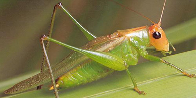 Çare çekirge!