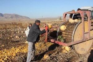 Çerezlik Kabak Hasadı Tamamlandı