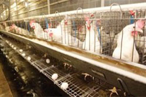 Çiftlik hayvanları artık refaha erecek