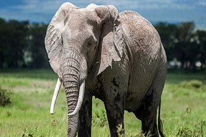 Doğal yaşam internette satılıyor